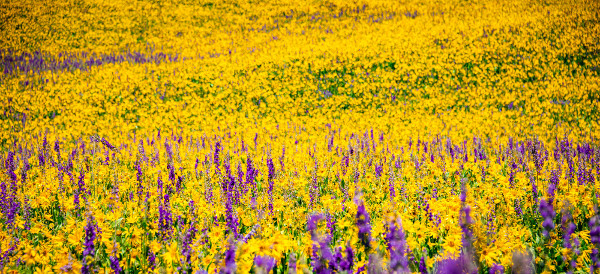 more mule's ear and larkspur