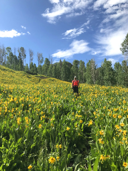 Mules ears sunflowers in Crested Butte