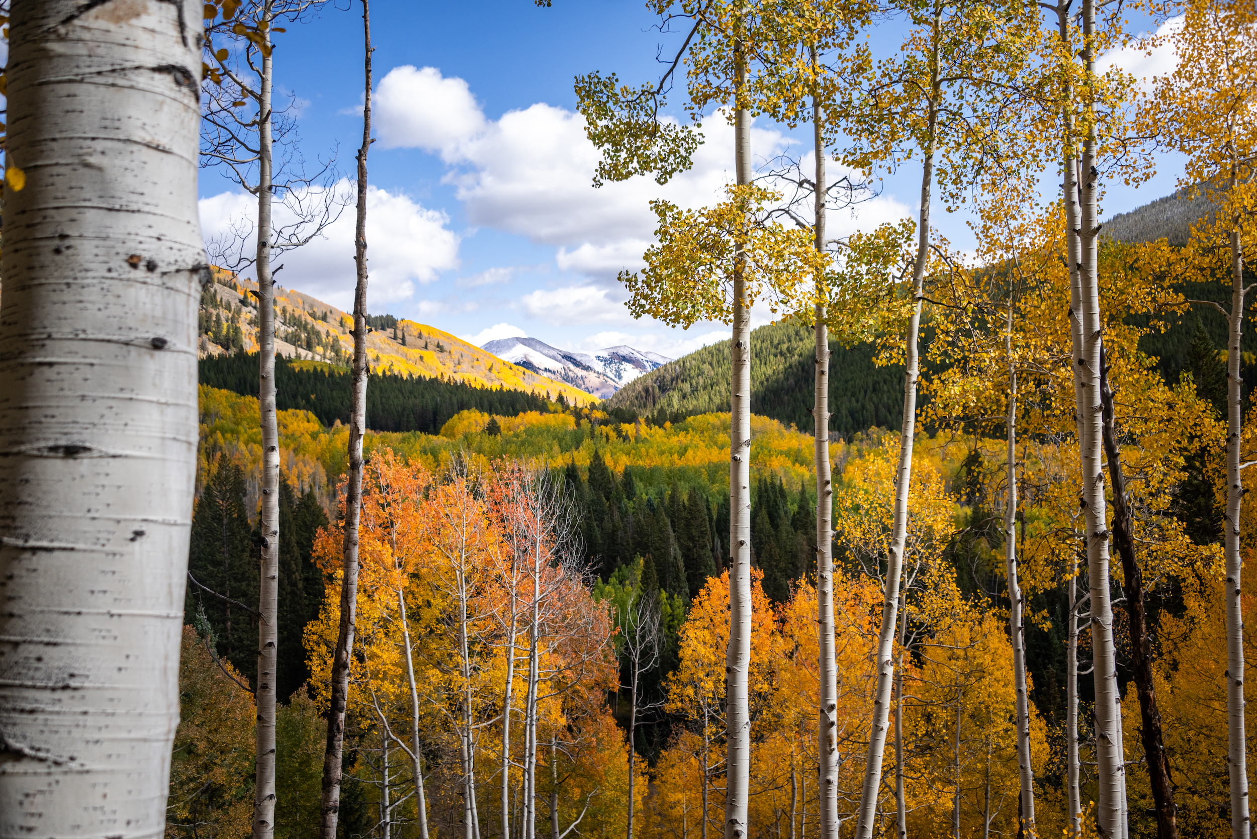 A view of fall trees and a beautiful sky. Ohio Pass Crested Butte