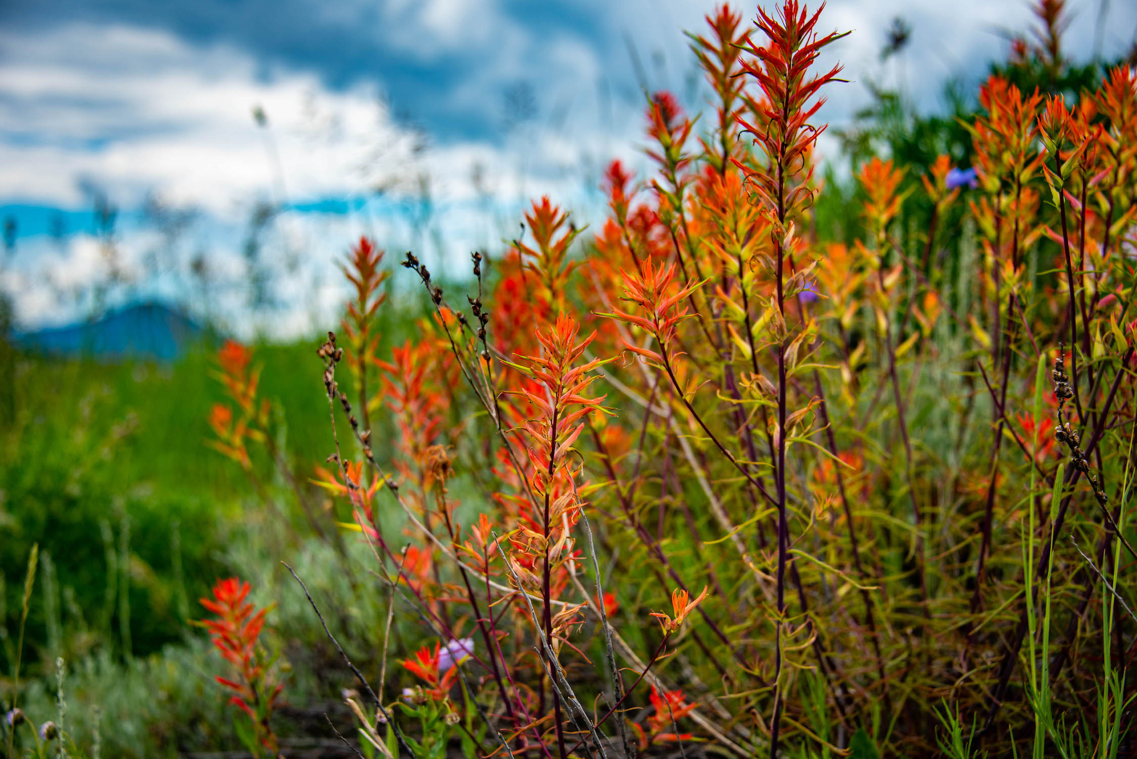 a cluster of paintbrush wildflowers in crested butte