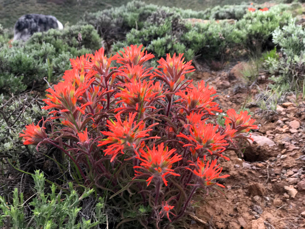 Paintbrush wildflowers near Gunnison, Colorado