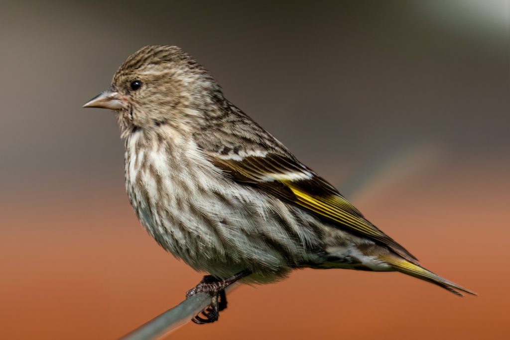 pine-siskin