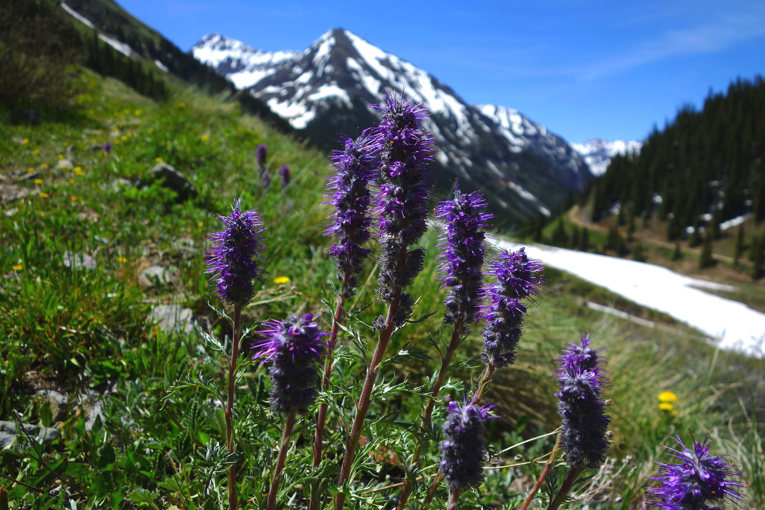 purple fringe flower