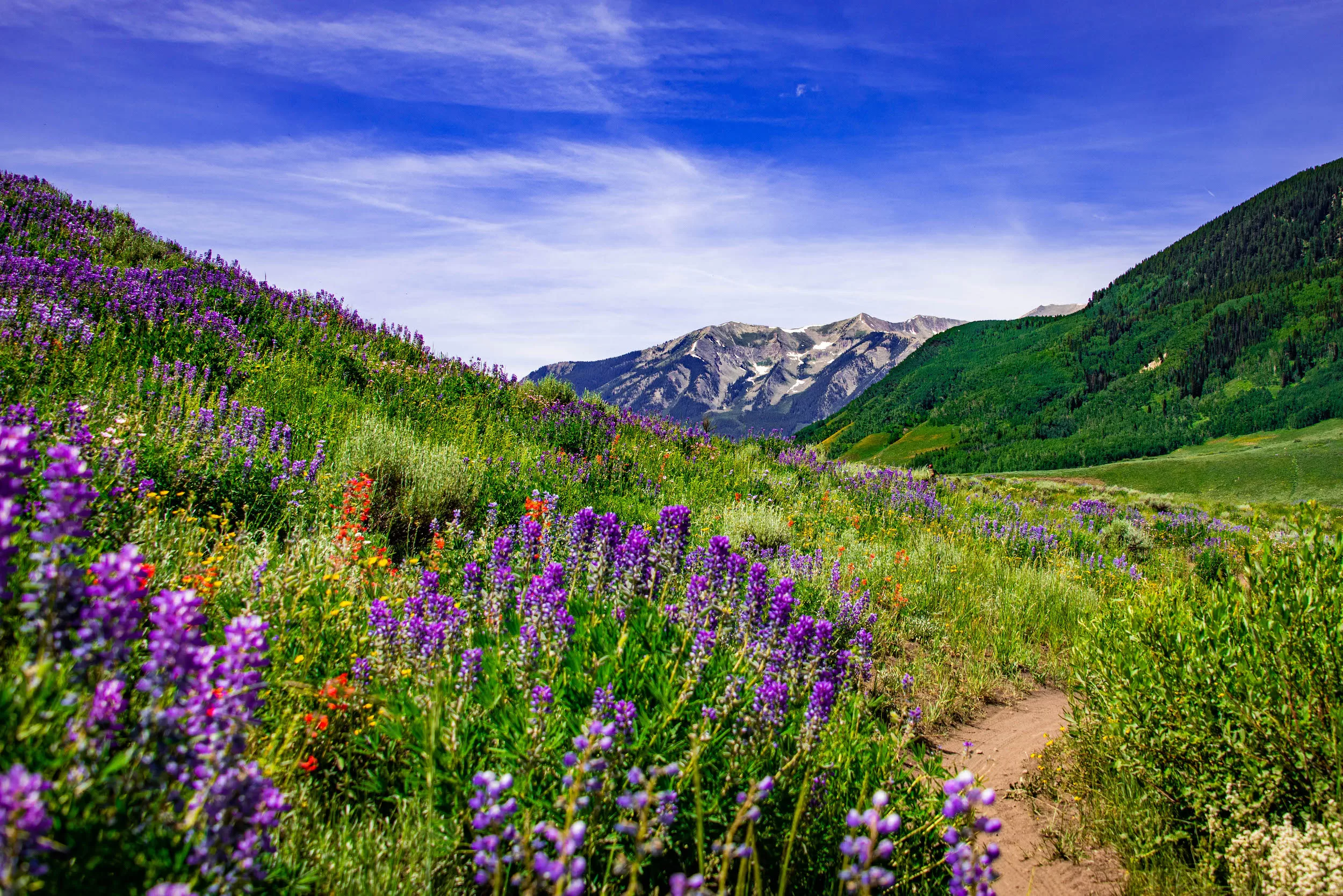 Purple wildflowers along a trail with mountain peaks in the background
