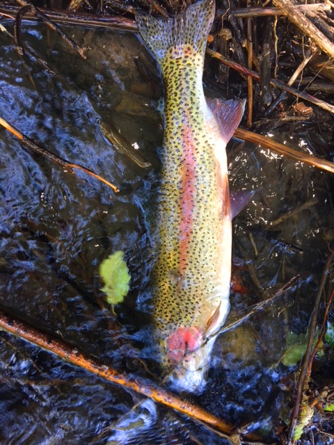 east river rainbow trout