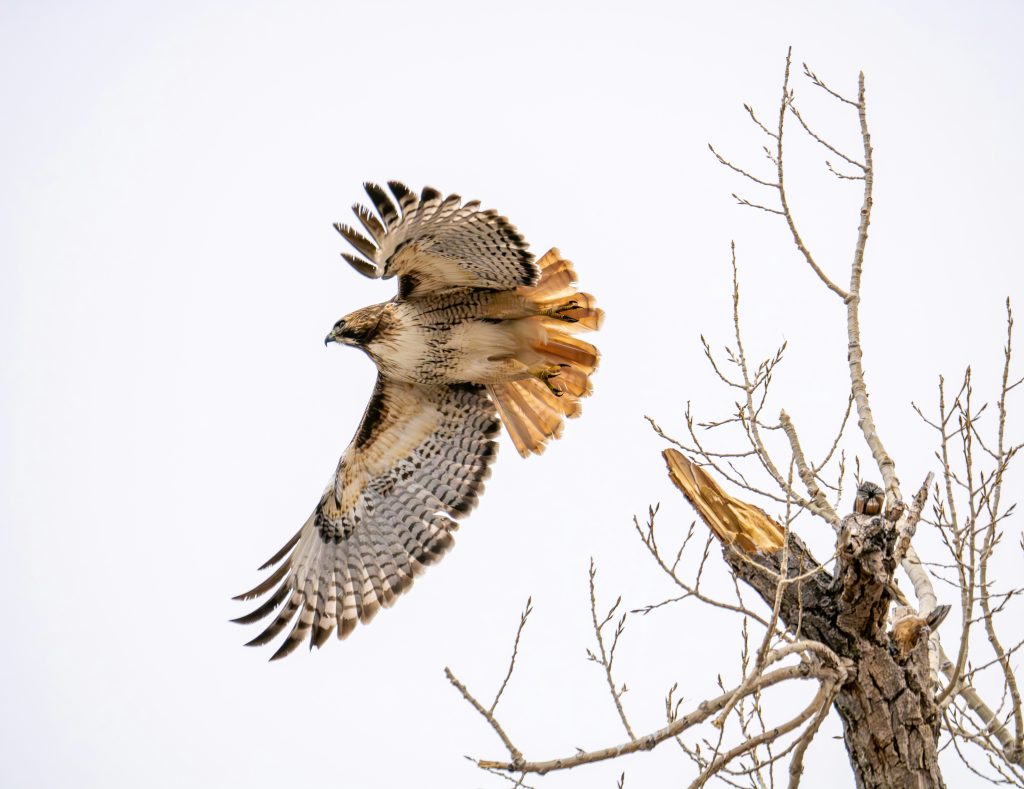 red-tailed-hawk