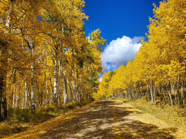 gold on the rainbow lake road