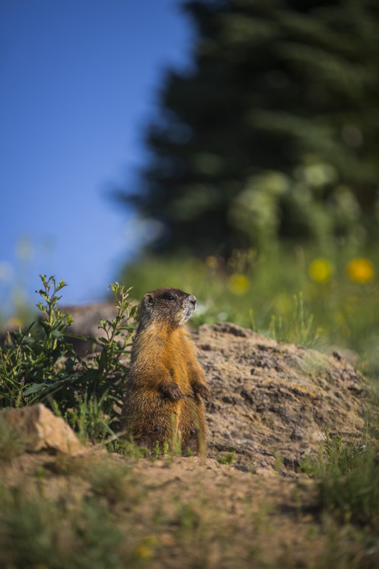 Things to Do in Gothic, Colorado | Crested Butte + Gunnison