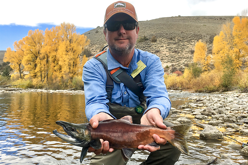 A Colorado angler wearing a blue shirt holds a Kokanee Salmon just above the surface of the river.