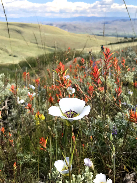 Sego Lily and Paintbrush wildflowers near Gunnison, Colorado