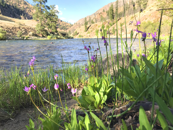 Colorado wildflower guide - Shooting Stars next to river