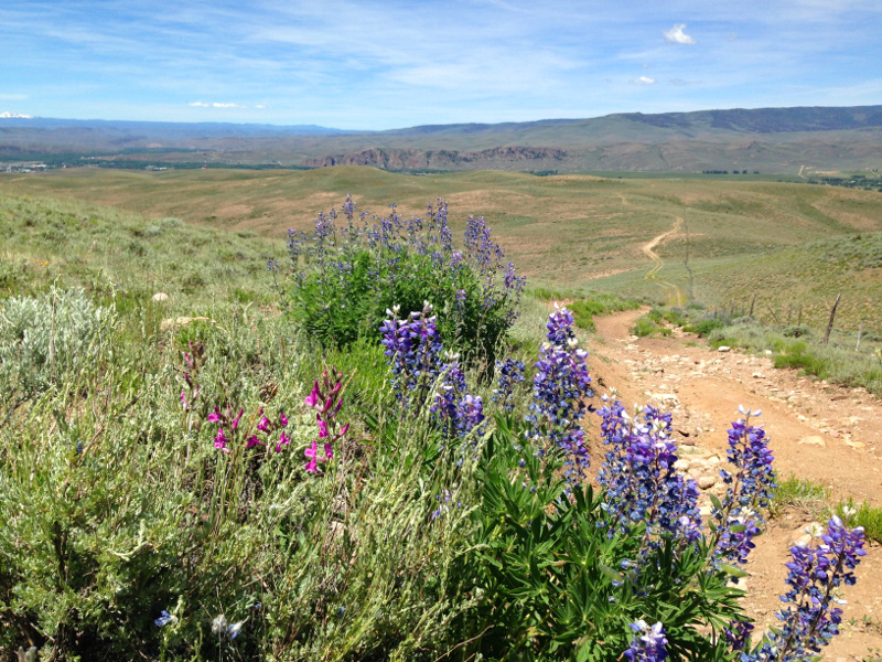 lupines on signal