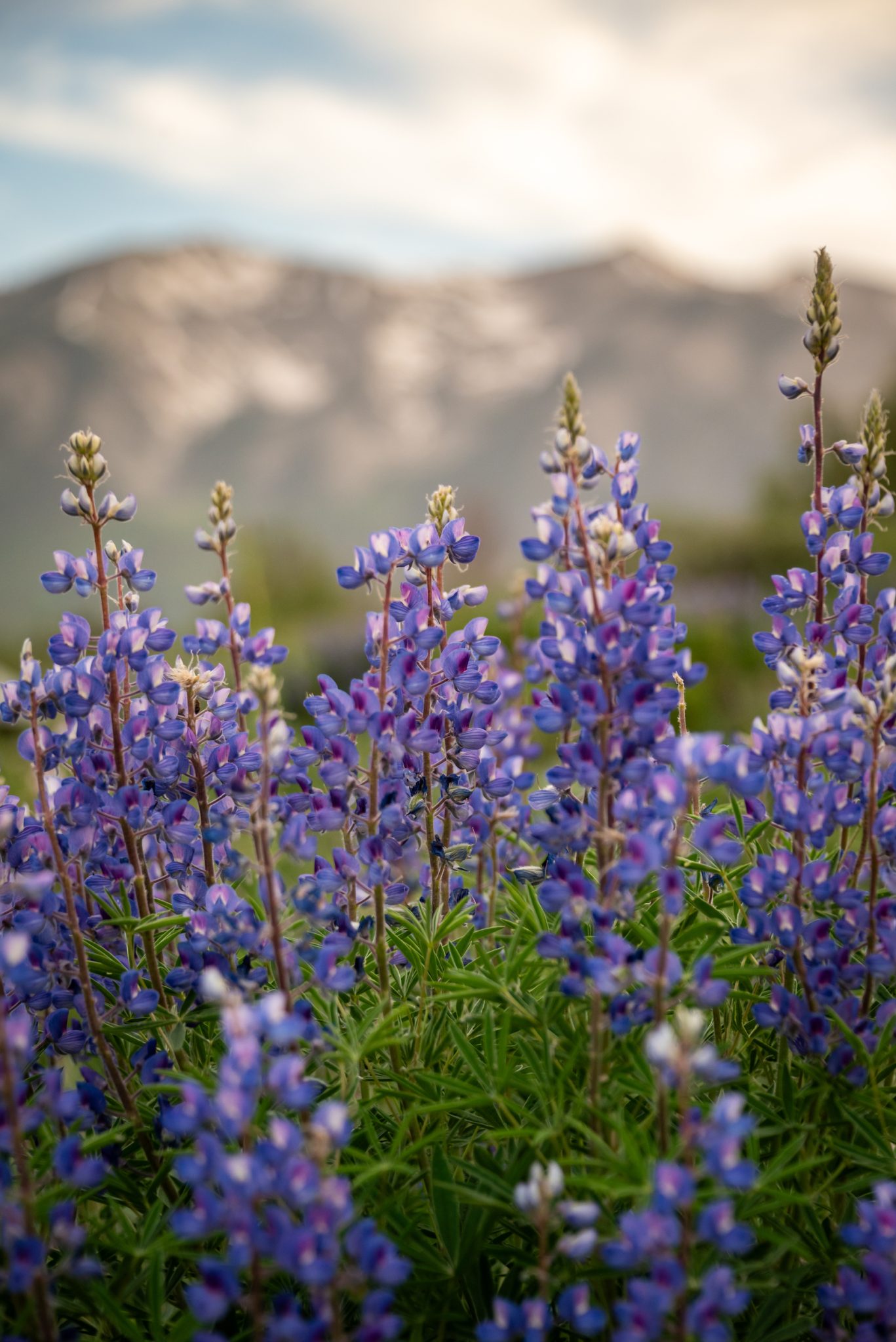 Spring Flowers In Colorado Early Summer Colorado Wildflower Guide