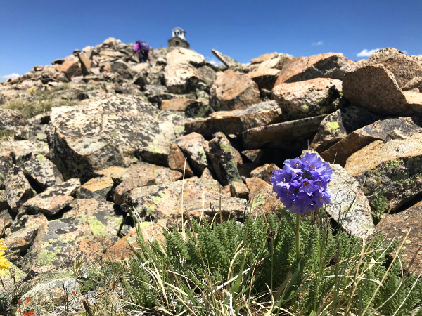 Sky Pilots on Fairview Peak - Colorado wildflower guide
