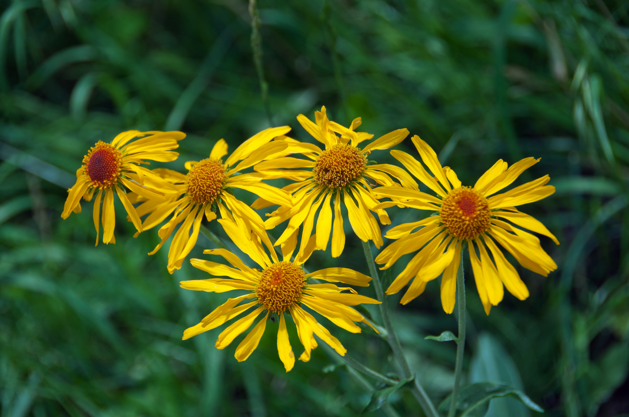 sneezeweed, owls claws