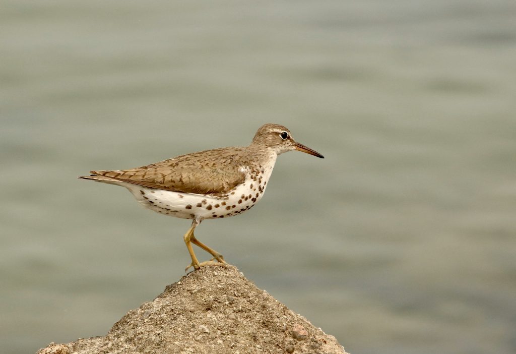 spotted-sandpiper