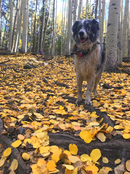 Aspens trees and leaves in fall in Taylor Canyon