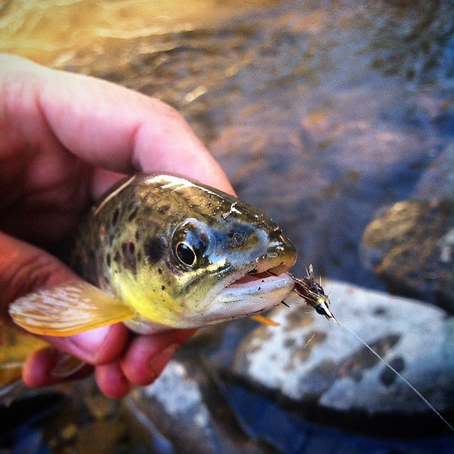 fly fishing near Crested Butte, Colorado