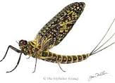 green drake mayfly