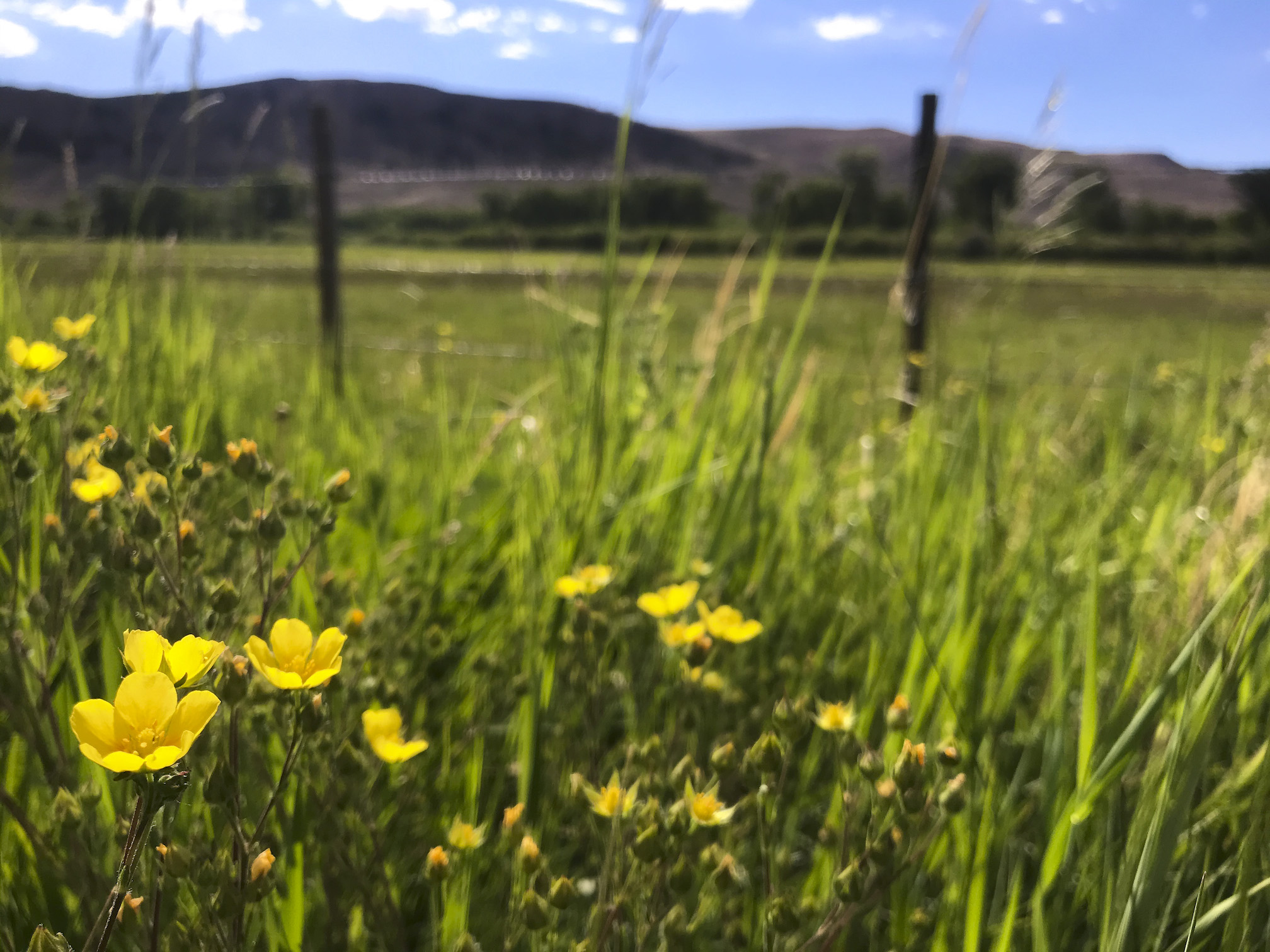 A field of flowers and grass with mountain peaks in the background. The Van Tuyl trails sprout wildflowers in gunnison