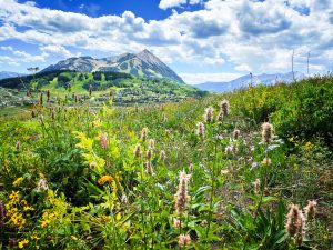 A summery view of Crested Butte from Snodgrass with wildflowers in the foreground.