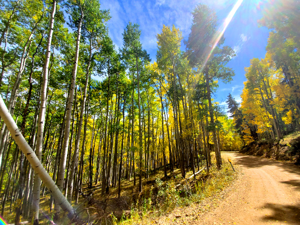 Waunita Pass road has spectacular fall colors!