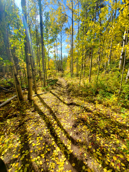 Waunita trail pitkin colorado Fall Aspen leaves and hiking trail