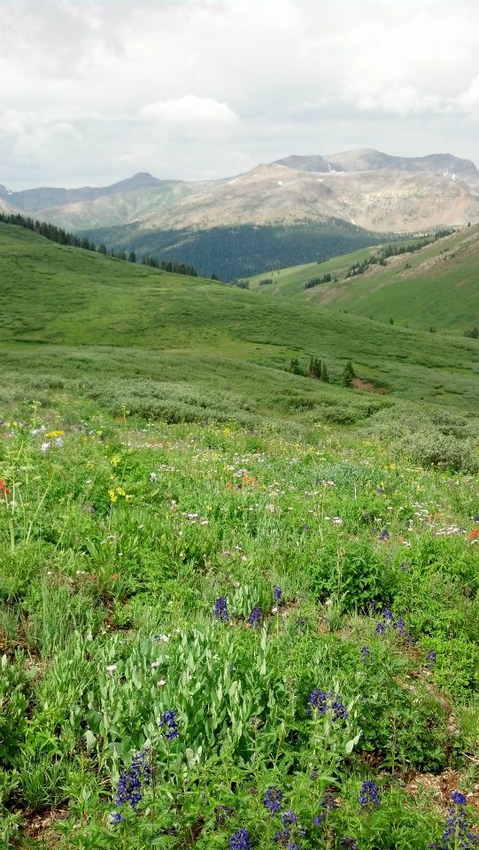 flowers from the West Maroon Pass Trail