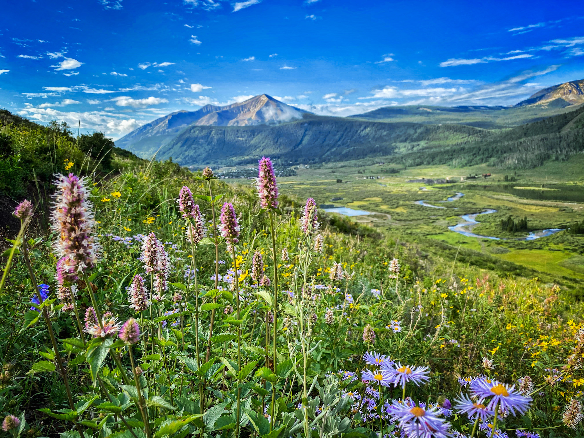 whetstone mountain in crested butte. Wildflowers dot the landscape and a mountain peak hovers in the background