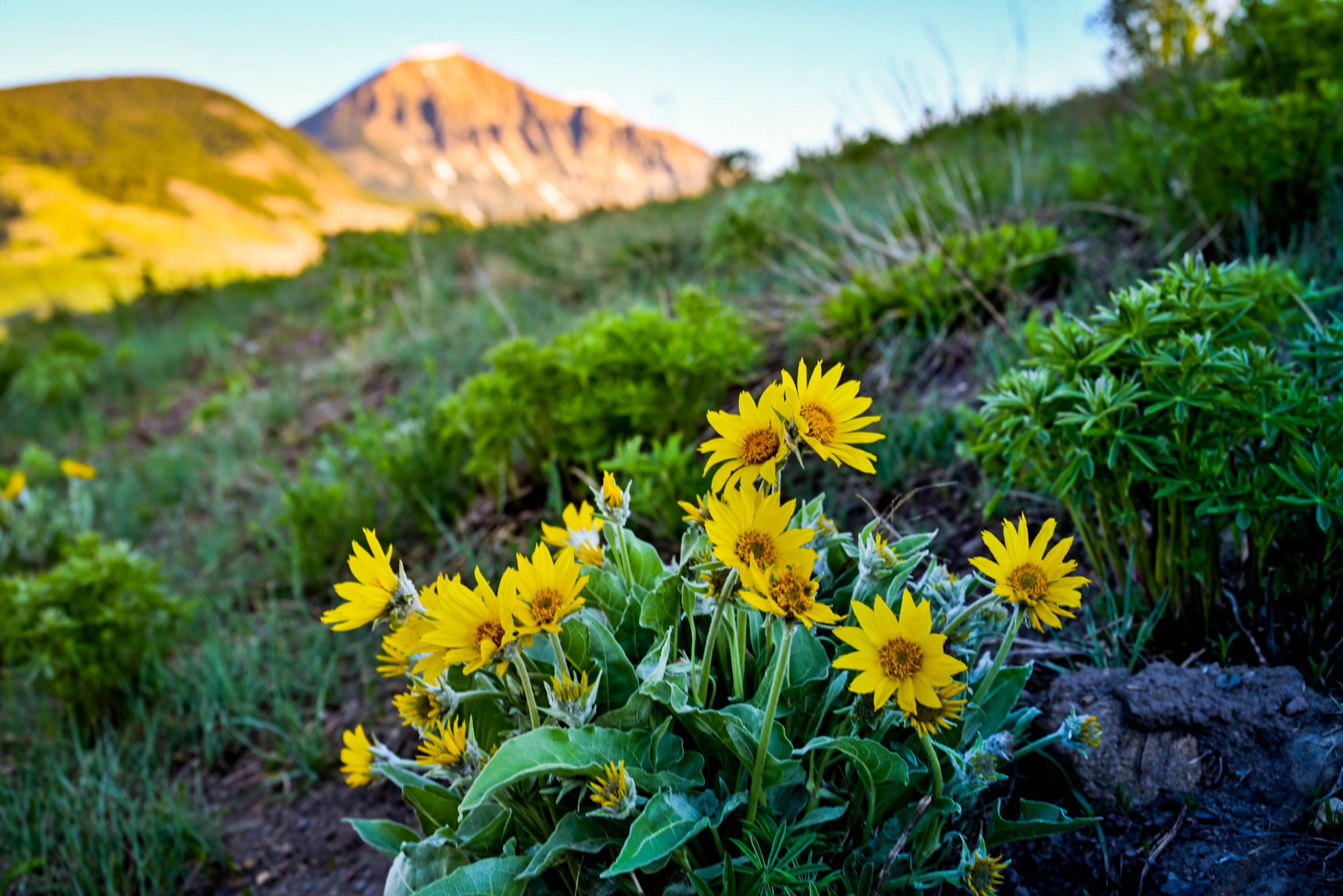 A cluster of bright flowers in the foreground of a mountain peak. These wildflowers are in Gothic, Colorado