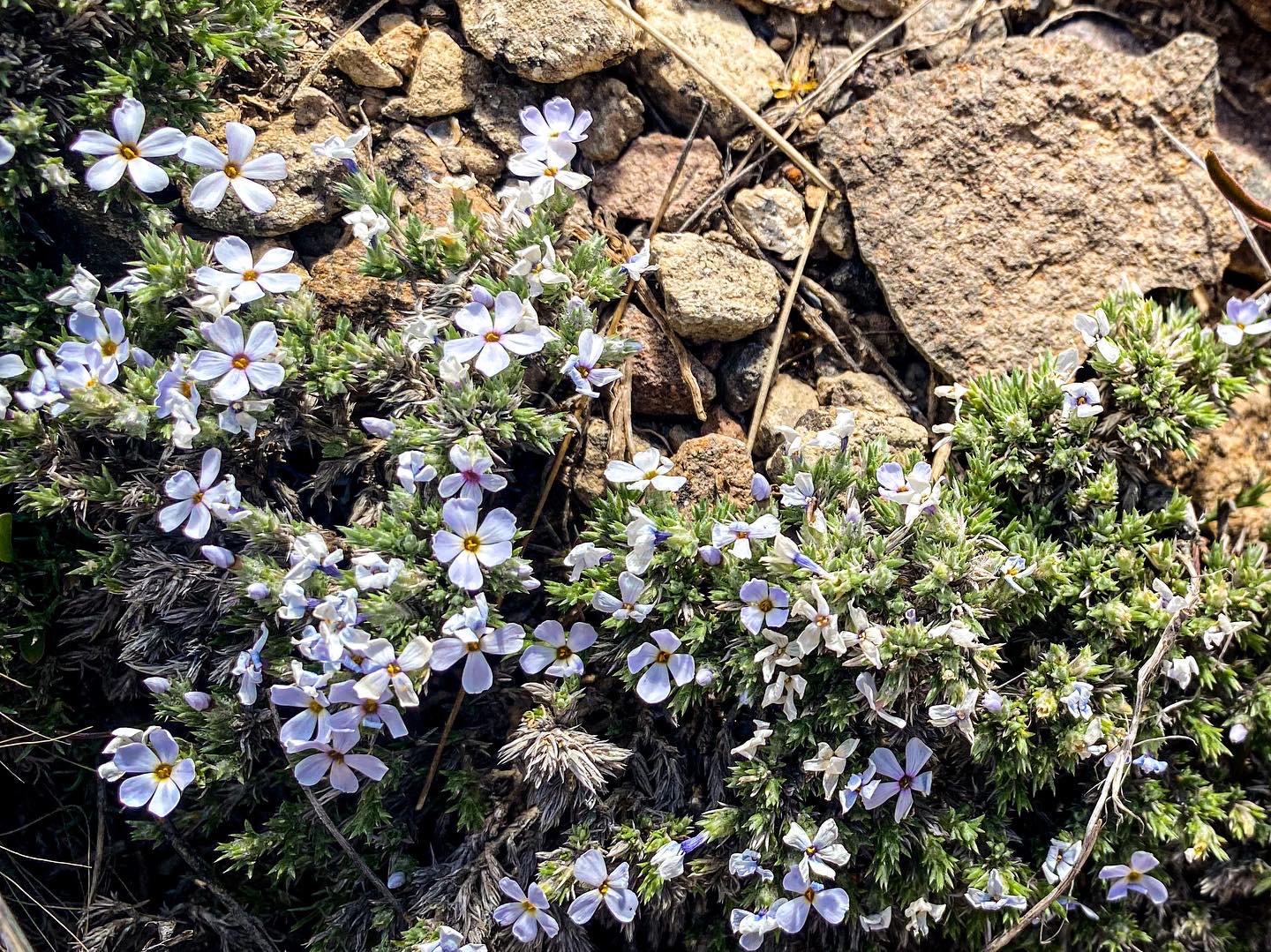 Small wildflowers hartman rocks growing on rocks